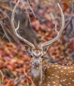 Axis deer add-on species