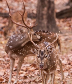 Spotted axis deer at Howard Ranch
