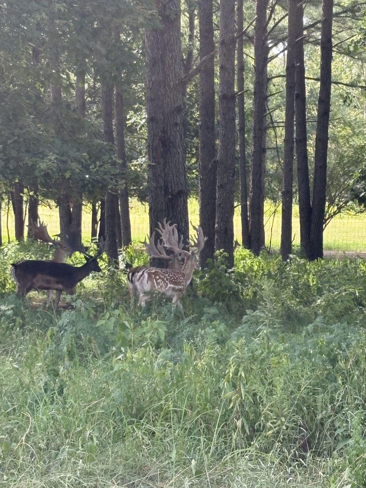 Deer moving along the pines at first light