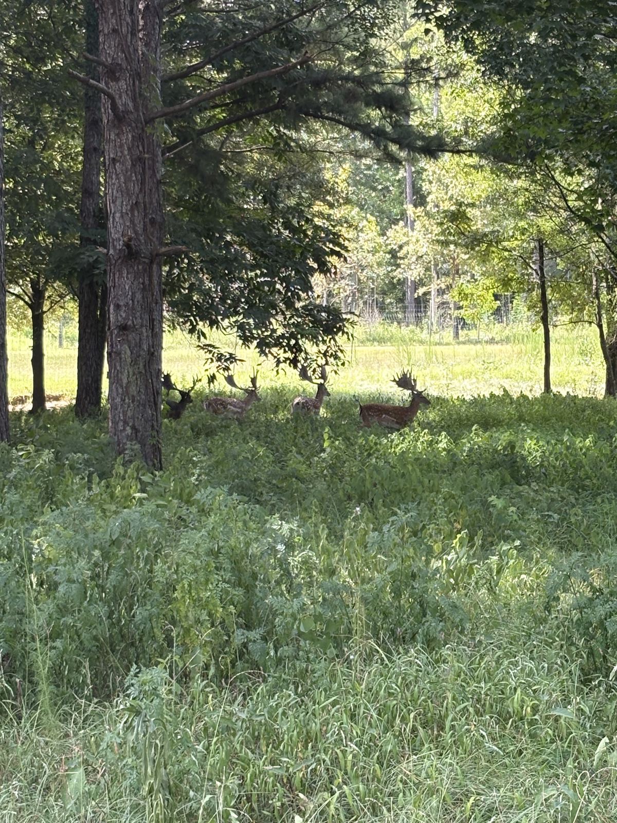 Deer feeding in a green Howard Ranch field