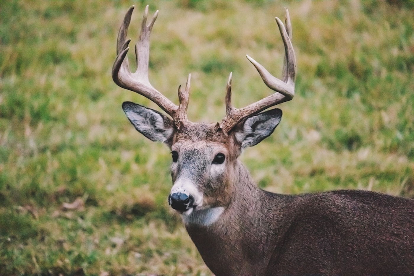 Mature Howard Ranch whitetail buck in a green field