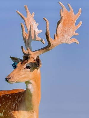 Trophy fallow buck with palmated antlers
