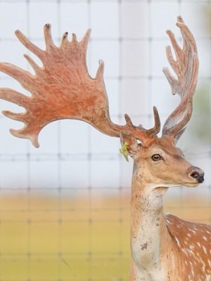 Fallow buck along the ranch treeline