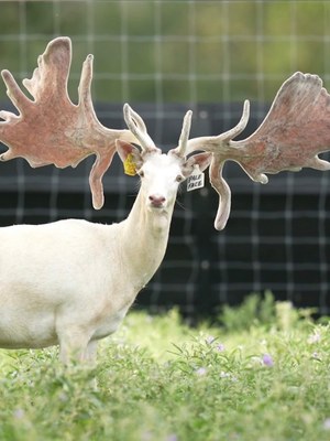 White menil-color fallow buck at Howard Ranch