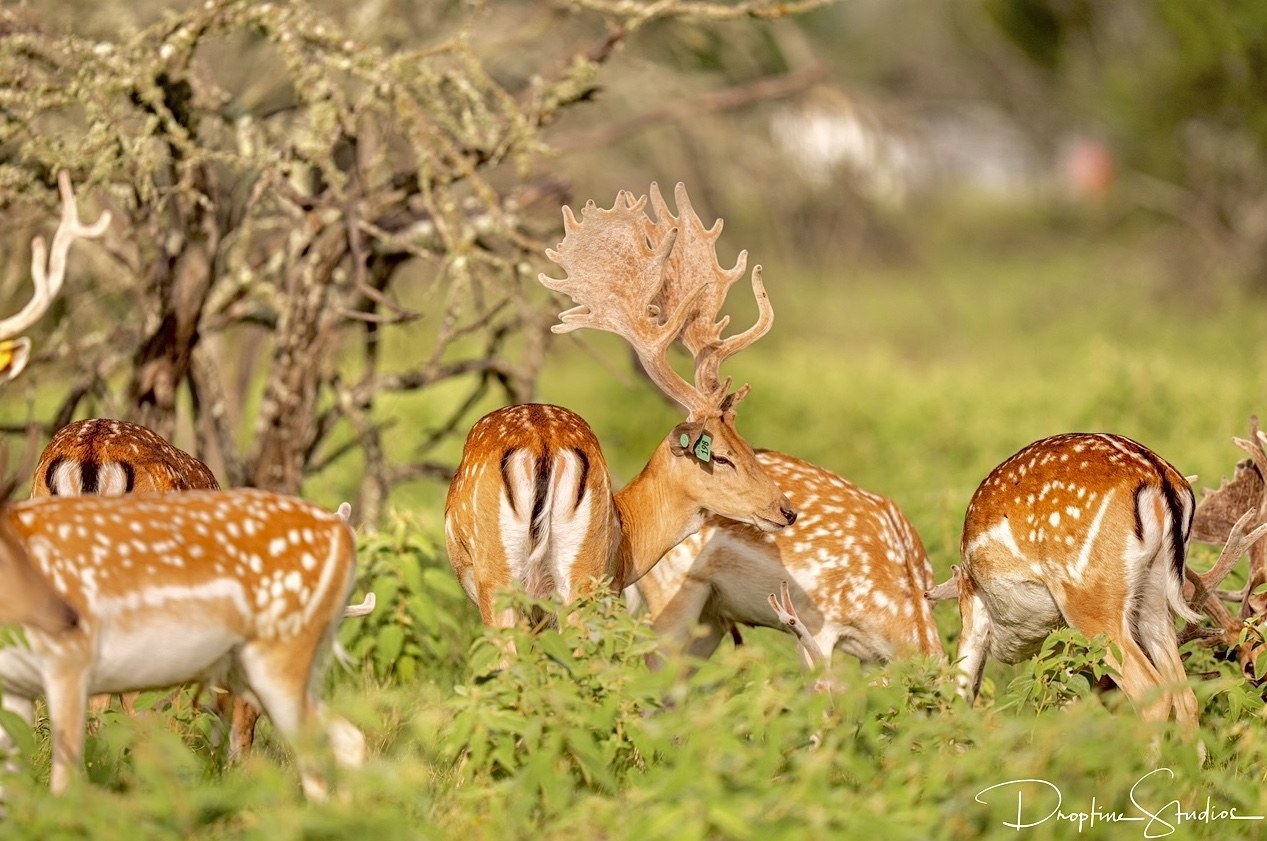 Herd of fallow deer in a managed food plot