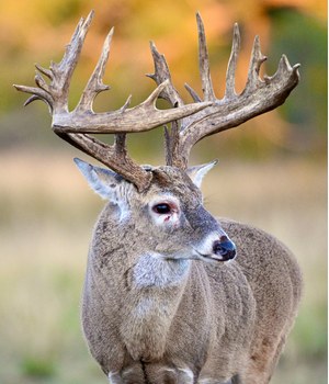 Trophy whitetail buck