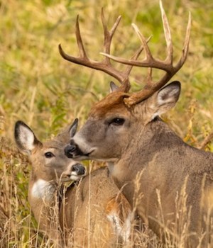 Two mature whitetail bucks in golden grass