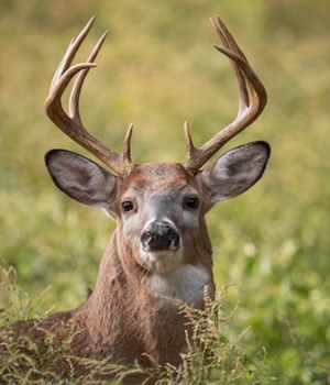 Close-up of a Mississippi whitetail buck